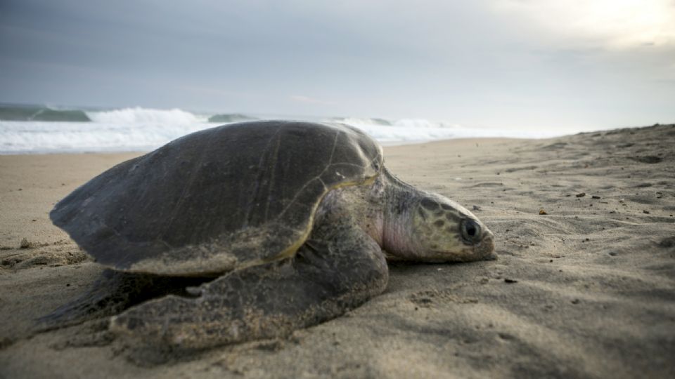 Las Tortugas Golfinas llegaron a Oaxaca
FOTO: Twitter