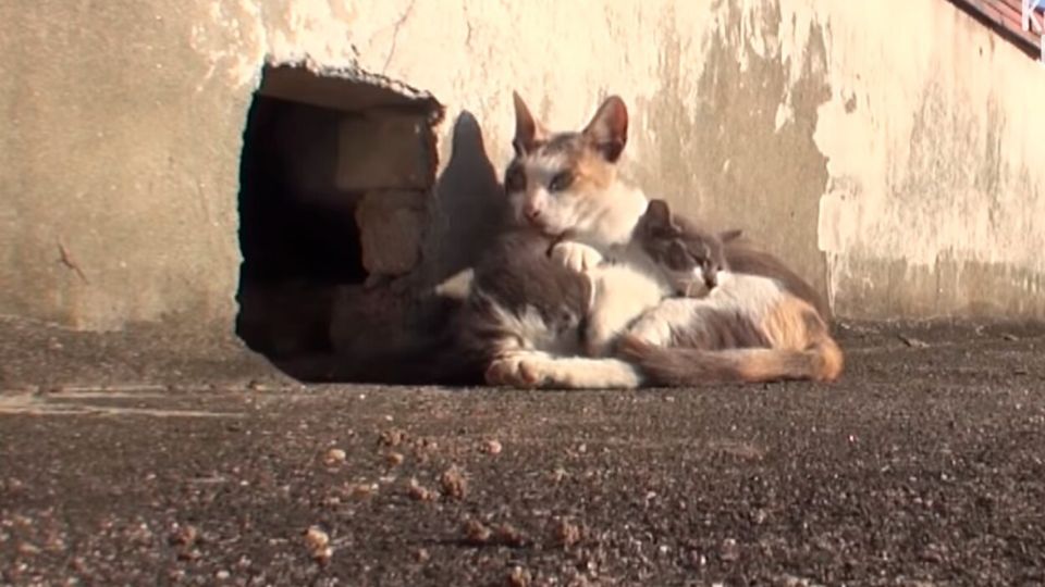 La historia de amor de una gatita y su cría se hizo viral en redes sociales
FOTO: YouTube