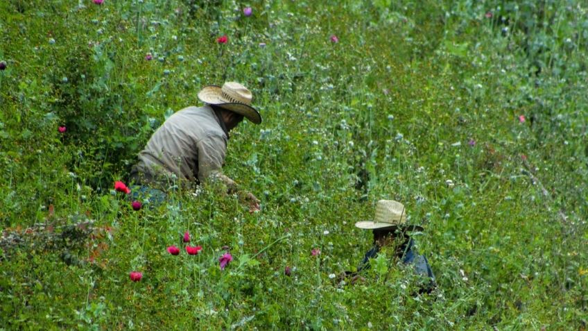 Amapola, cultivo aún insustituible