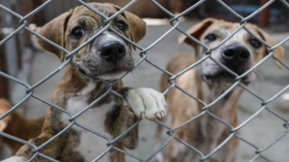 Los 10 cachorros fueron asesinados por una vecina de la zona. FOTO: El Heraldo de México