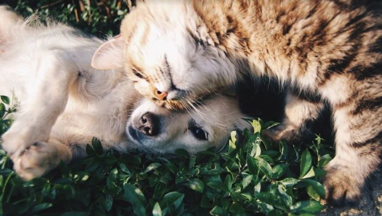 perros y gatos