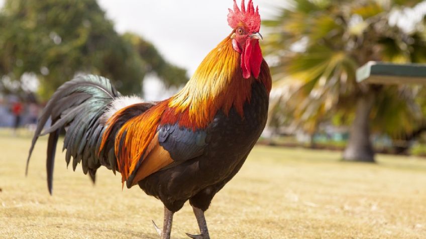 Plantón en Morelia: manifestantes piden que las peleas de gallos y las carreras de caballos no sean prohibidas