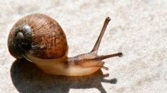 Aleja a los caracoles de tus plantas en época de lluvias con estos trucos altamente efectivos