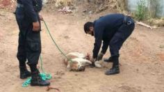 Nuevo caso de agresión animal; amarran y lanzan a perro en lote baldío ¡Indignante!