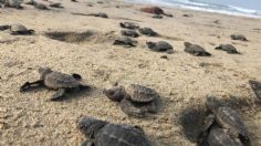 Investigan mortandad de especies marinas en Veracruz