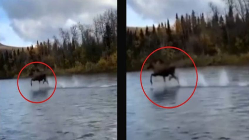 VIDEO VIRAL: Graban a enorme alce “caminando sobre sobre agua” de río en Alaska ¿real o fake?