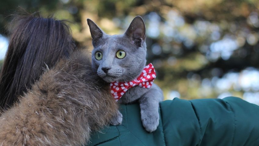 7 razas de gatos, consideradas las más bellas del mundo