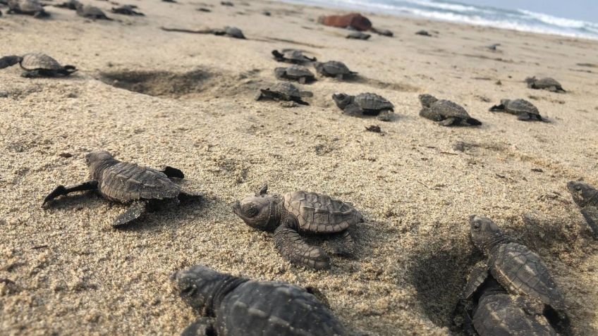 Investigan mortandad de especies marinas en Veracruz