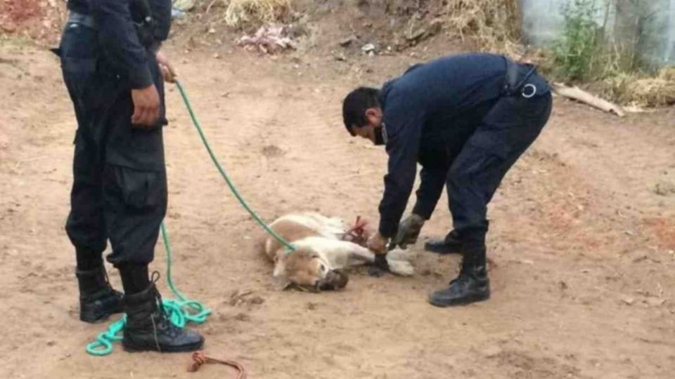 Los hechos ocurrieron en la localidad de Fernando de la Mora en Paraguay. Foto: Especial.