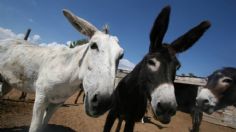 Descubren parásito en burros que puede ser MORTAL para los HUMANOS