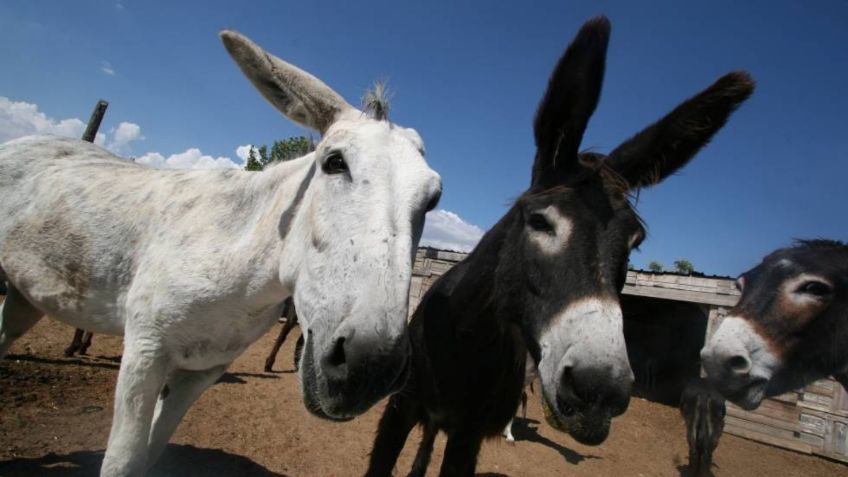 Descubren parásito en burros que puede ser MORTAL para los HUMANOS