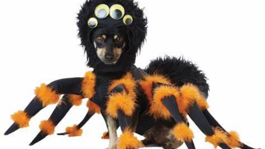 Ideas ORIGINALES para disfrazar a tu PERRO este Halloween: FOTOS