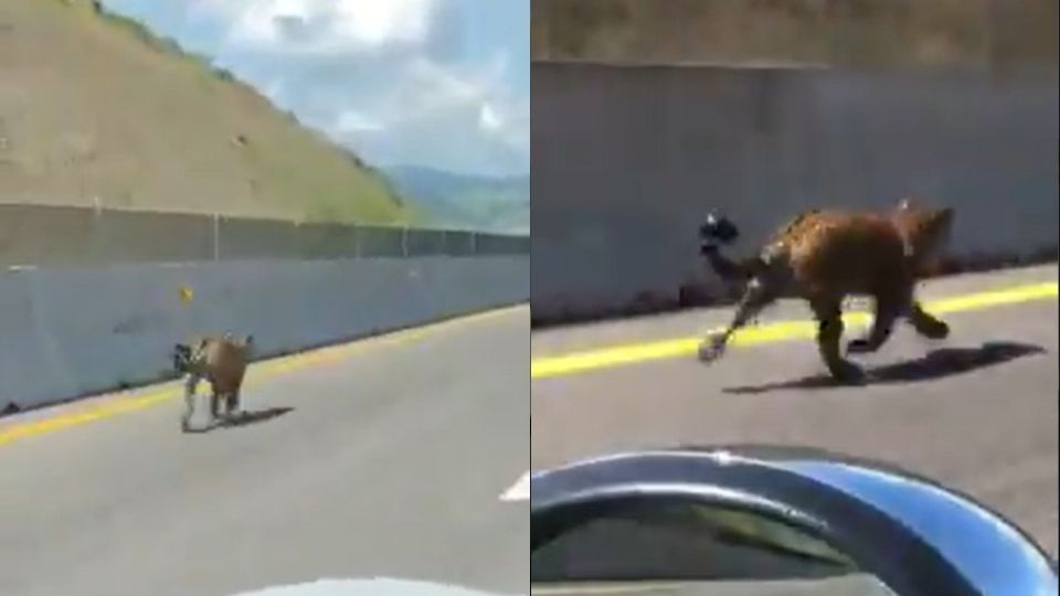 El video capturado por dos hombres que circulaban por esta vialidad cerrada, muestran al felino trotando por el carril de alta velocidad de la autopista. FOTO: ESPECIAL