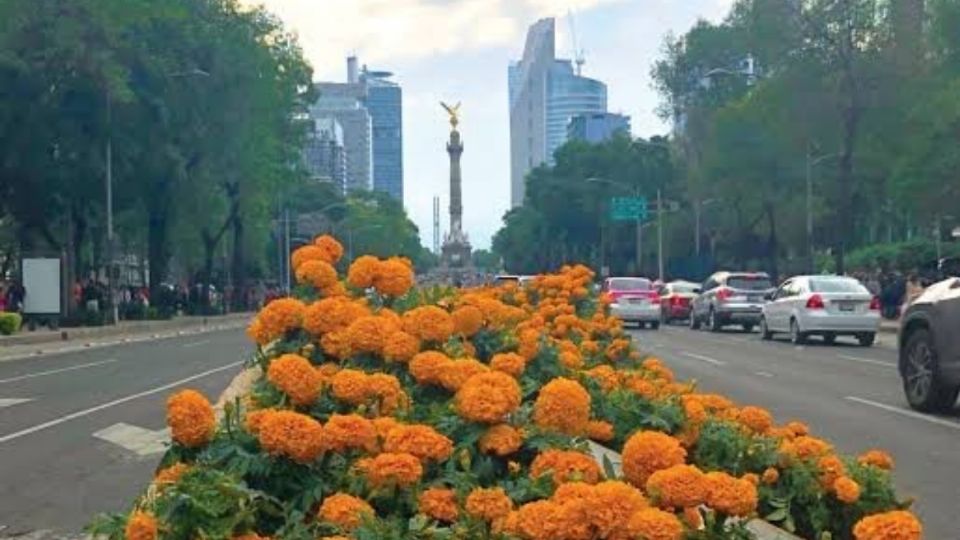 COLOR. En CDMX, Avenida Paseo de la Reforma se viste con la flor de cempasúchil. Foto: Especial