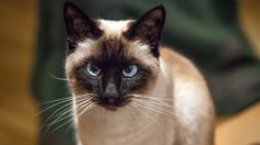 Gato siamés: Todo sobre esta raza elegante de mirada pizpireta