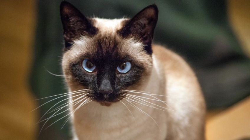 Gato siamés: Todo sobre esta raza elegante de mirada pizpireta