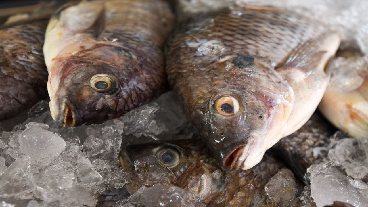 Cuaresma 2023: los pescados y mariscos piratas amenazan al mercado, a las  especies y a los consumidores | El Heraldo de México