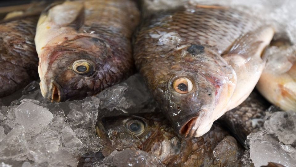 600 pescadores de Ensenada son los afectados. Foto: Cuartoscuro