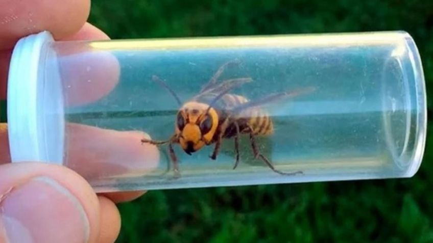 Buscan colonia de avispones asiáticos que podrían entrar a "fase de matanza"