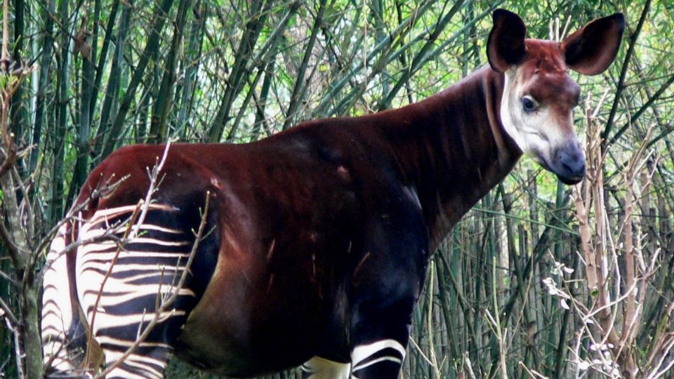 Los okapi se consideran los mamíferos supervivientes más antiguos de la Tierra. FOTO: ESPECIAL