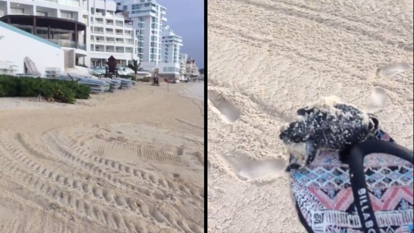 VIDEO VIRAL: En Cancún tortugas marinas mueren aplastadas por maquinaria pesada