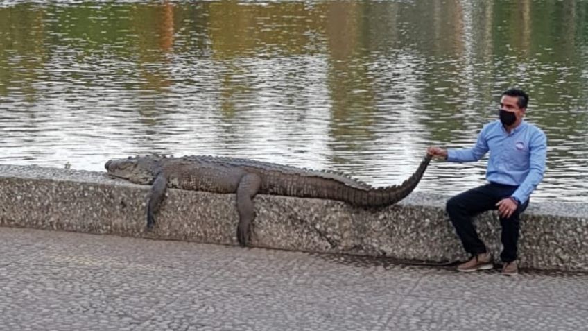 Tabasqueños se vuelven VIRALES al tomarse FOTOS con un enorme cocodrilo que tomaba el sol