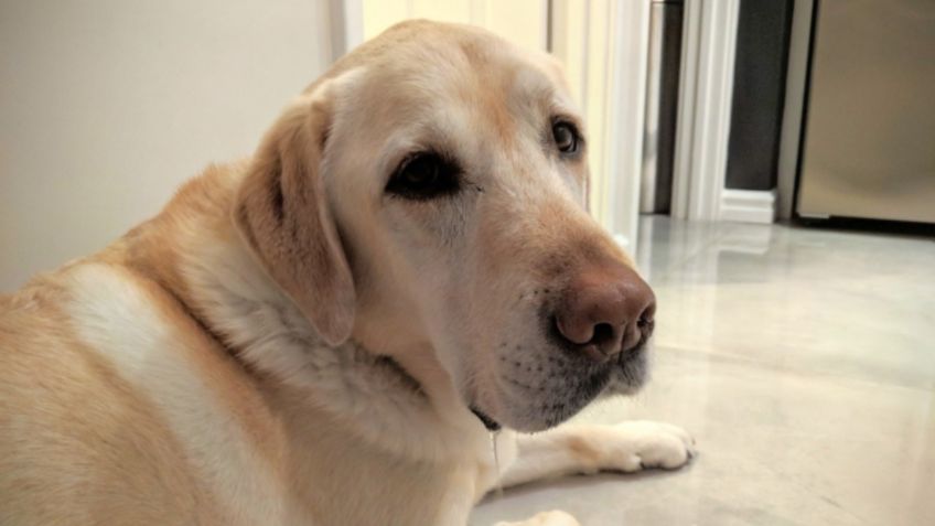 ¡Pone a prueba su paciencia! Perro se resiste a comer galletas: VIDEO