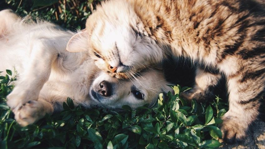 Habilitan refugio para mascotas en Quintana Roo ante la llegada de 'Delta'