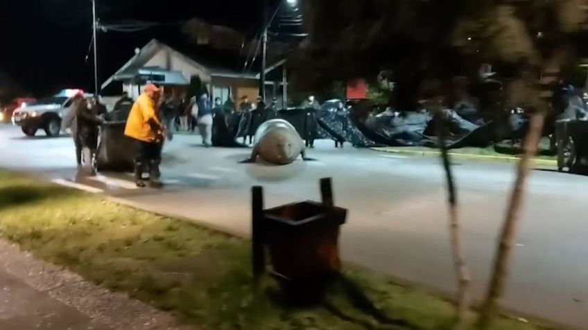 VIDEO VIRAL: Enorme elefante marino pasea por las calles de Puerto Cisnes en Chile