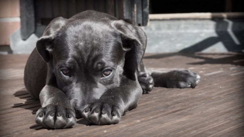 RETO VIRAL causa confusión en redes sociales, ¿ves un perro o un niño?