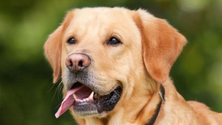 VDEO VIRAL: Perro IMPIDE que presunto LADRÓN escape tras robar IGLESIA