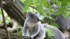 ONG a favor del medio ambiente declara al koala 'funcionalmente extinto'