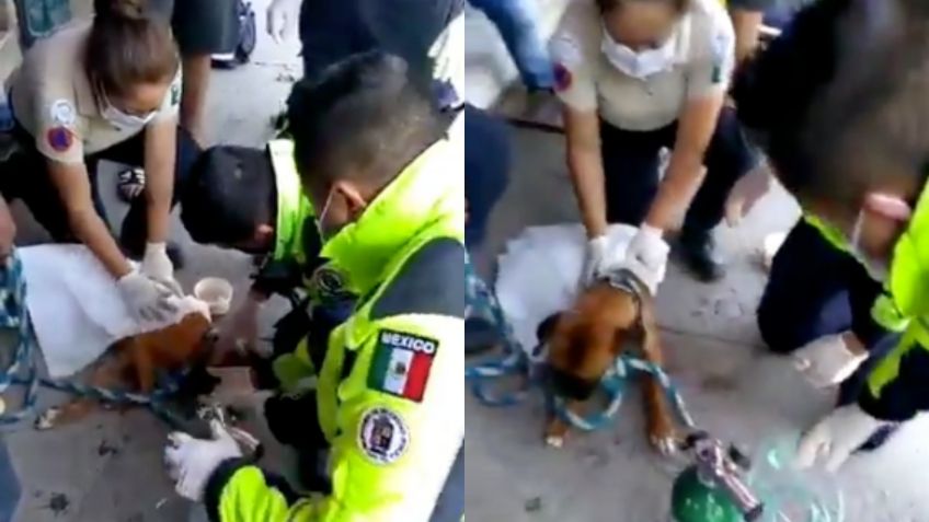 ¡Momentos de terror! Abejas pican a PERRO y le provocan paro respiratorio: VIDEO