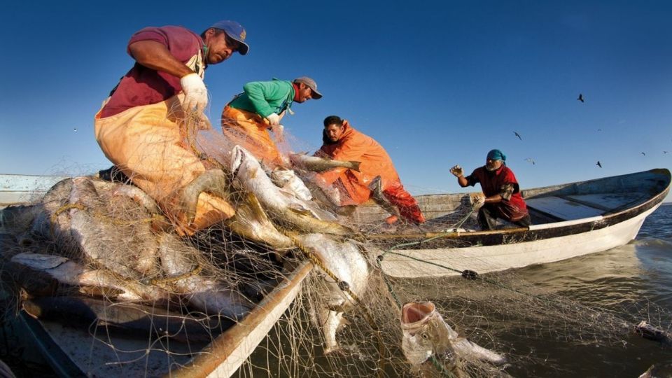 El gobierno del estado busca impulsar la pesca de los litorales bajacalifornianos para sus habitantes. Foto: Cuartoscuro