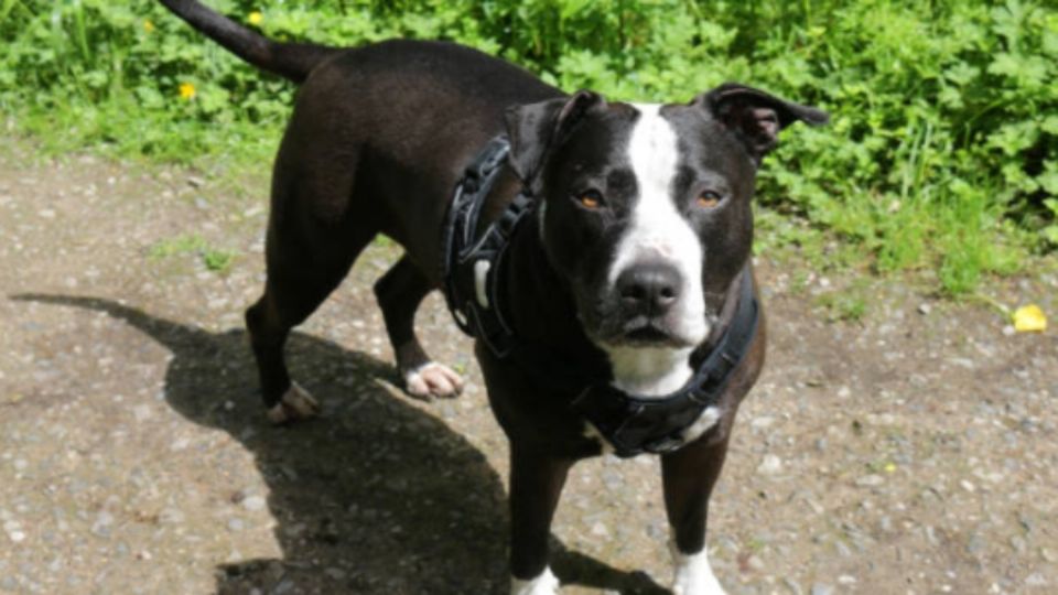 Perro callejero cuida a niño extraviado. Foto: iStock