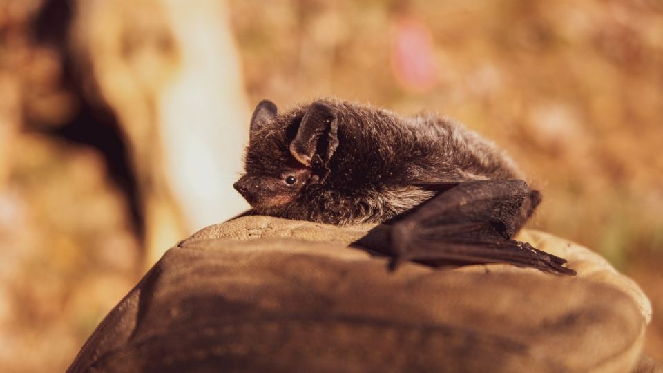 Ese animal aún no se ha identificado, pero hay suposiciones de que podrían ser los pangolines. Foto: Especial