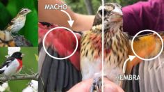 ¡Inédito! Encuentran extraño pájaro; es mitad macho mitad hembra