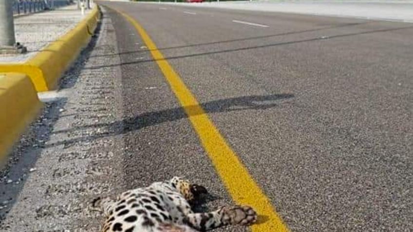 ¡Indignante! Atropellan a jaguar en Periférico de Campeche