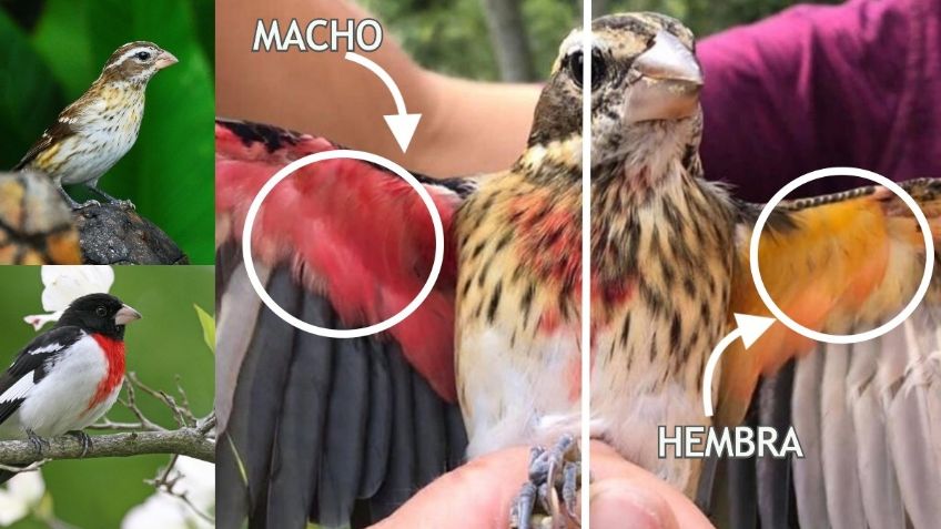 ¡Inédito! Encuentran extraño pájaro; es mitad macho mitad hembra