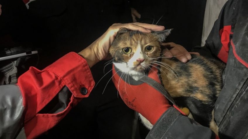 GATO es rescatado por un perro de entre los escombros tras TERREMOTO en Turquía