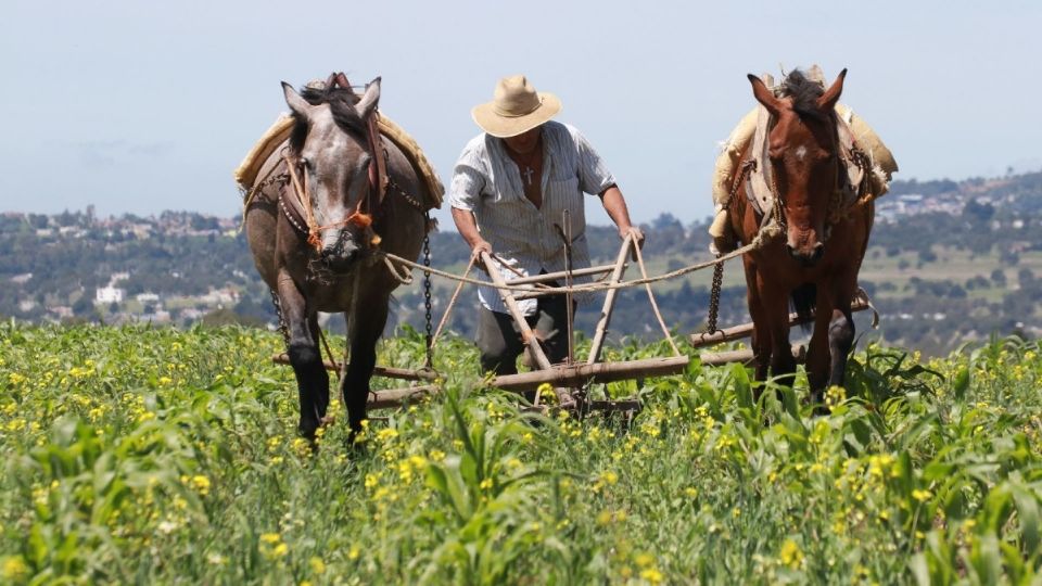 La Secretaría de Agricultura señaló que estas medidas buscan atenuar las presiones a los productores para que encuentren las alternativas en coberturas de precio y seguros agrícolas. Foto: Cuartoscuro