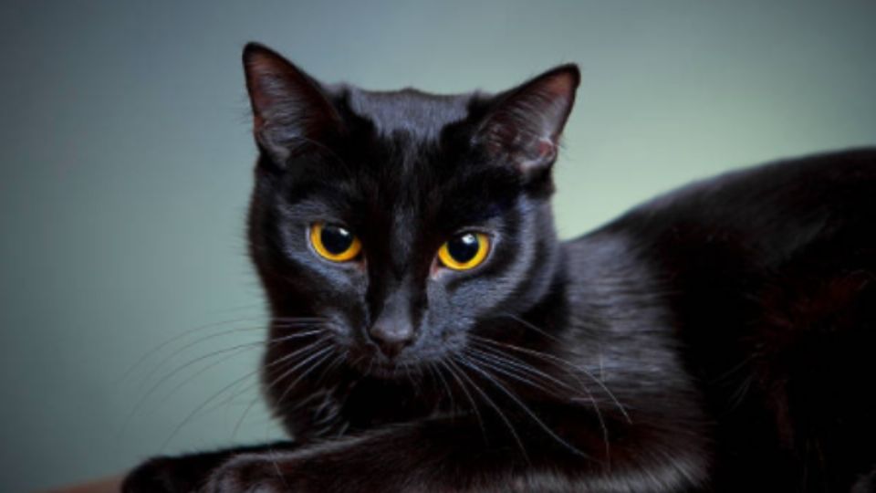 Abren café de gatos negros. Foto: iStock