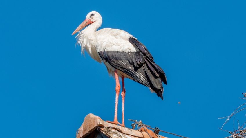 Captan cigüeñas en peligro de extinción recorriendo reserva natural de Campeche