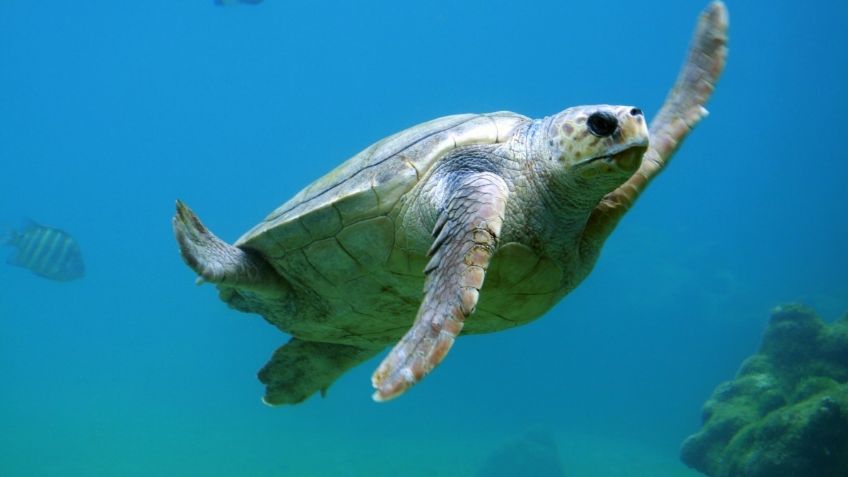 ¡Se pasó de tamales! Por engordar durante la cuarentena ponen a dieta a tortuga en acuario de Manchester