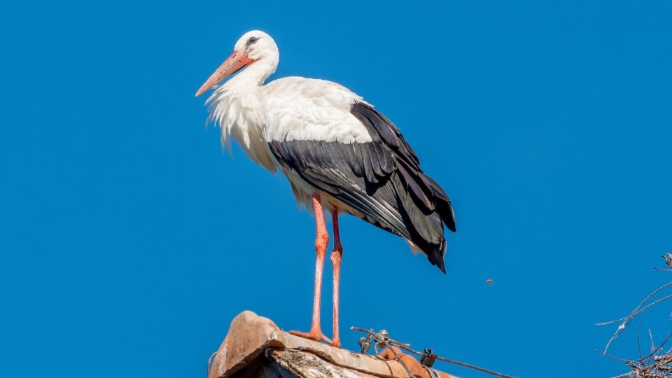 Es importante resaltar que desde el 2010 la cigüeña Jabirú forma parte del listado de especies en peligro de extinción, según la NOM-059-SEMARNAT-2010