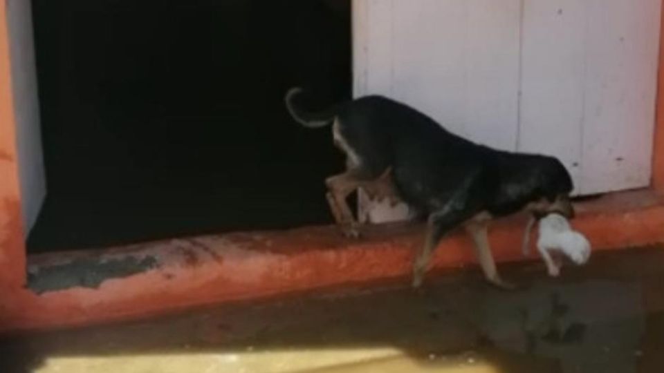 La perrita trasladó a sus pequeños a un lugar seco. Foto: Especial