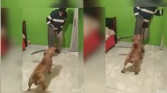 VIDEO VIRAL: ¿Y tu perro es peligroso? Pues… Graban a pitbull lanzando machetazos a su dueño