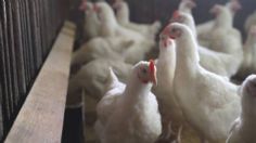 Sacrifican a 1.7 millones de gallinas para cerrarle el paso a la gripe aviar H5N1 en Yucatán