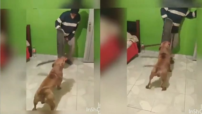 VIDEO VIRAL: ¿Y tu perro es peligroso? Pues… Graban a pitbull lanzando machetazos a su dueño