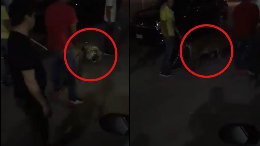 VIDEO VIRAL: Jóvenes pasean a tigre por calles de Culiacán, Sinaloa